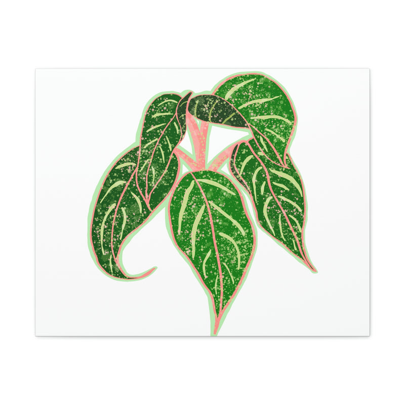 Aglaonema Sparkling Sarah Plant Canvas