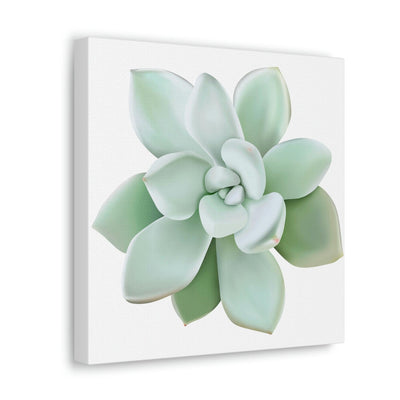 Pachyveria Haagei Succulent Canvas, Canvas, Printify, Art & Wall Decor, Canvas, Hanging Hardware, Home & Living, Indoor, Laura Christine Photography & Design, laurachristinedesign.com