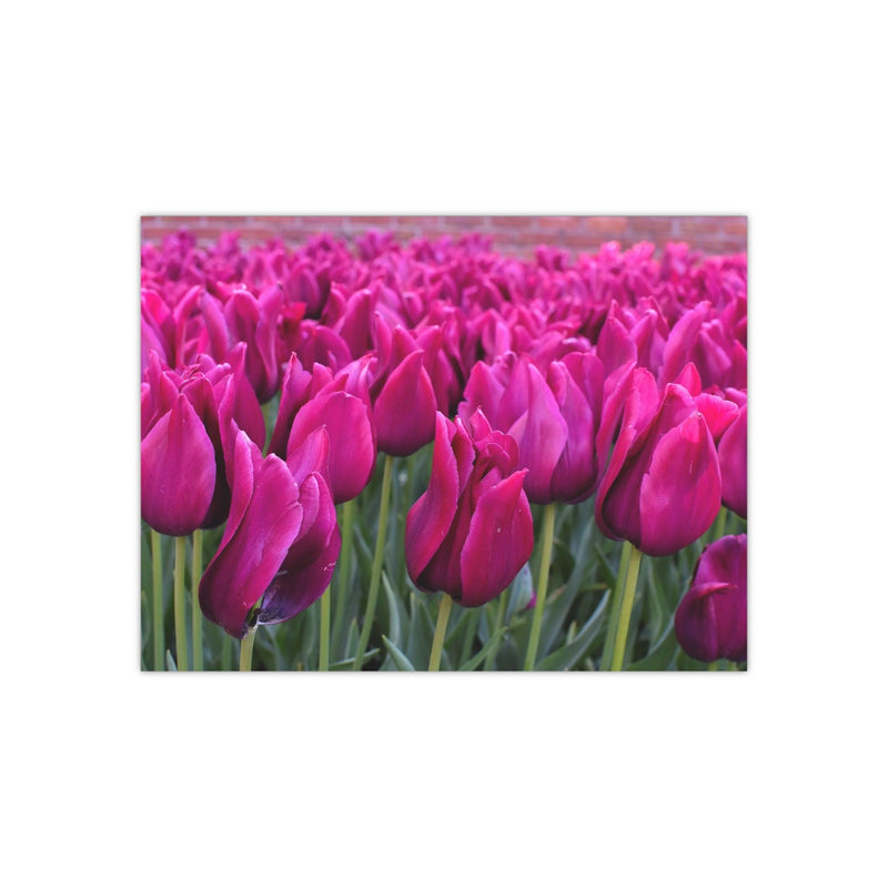 Magenta tulips - Photo Poster, Poster, Printify, Art & Wall Decor, Home & Living, Paper, Poster, Posters, Laura Christine Photography & Design, laurachristinedesign.com