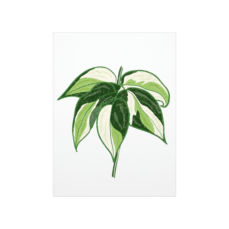 Philodendron &