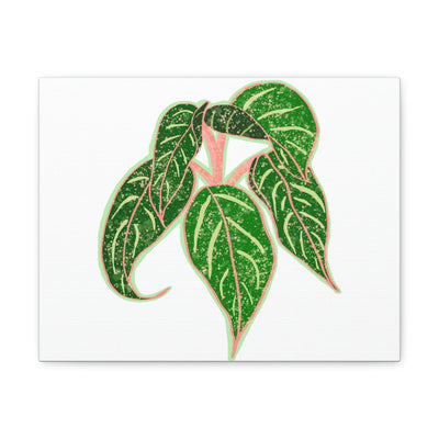 Lienzo Aglaonema Sparkling Sarah Plant