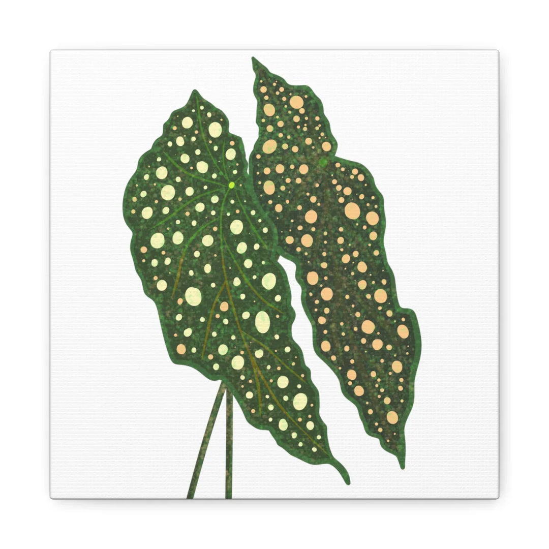 Begonia Maculata Canvas | Premium Canvas Art Print - Matte Finish, Durable Wall Decor - Laura Christine Photography & Design