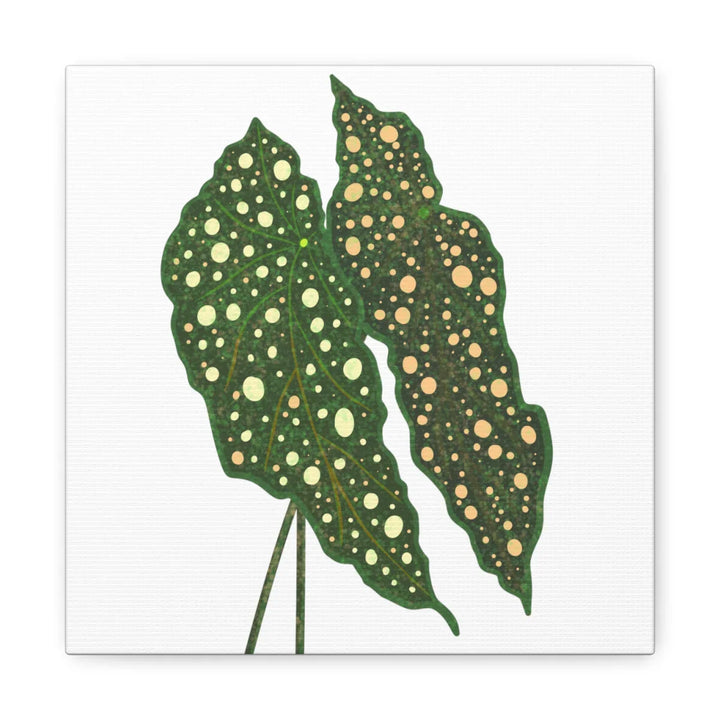 Begonia Maculata Canvas | Premium Canvas Art Print - Matte Finish, Durable Wall Decor - Laura Christine Photography & Design