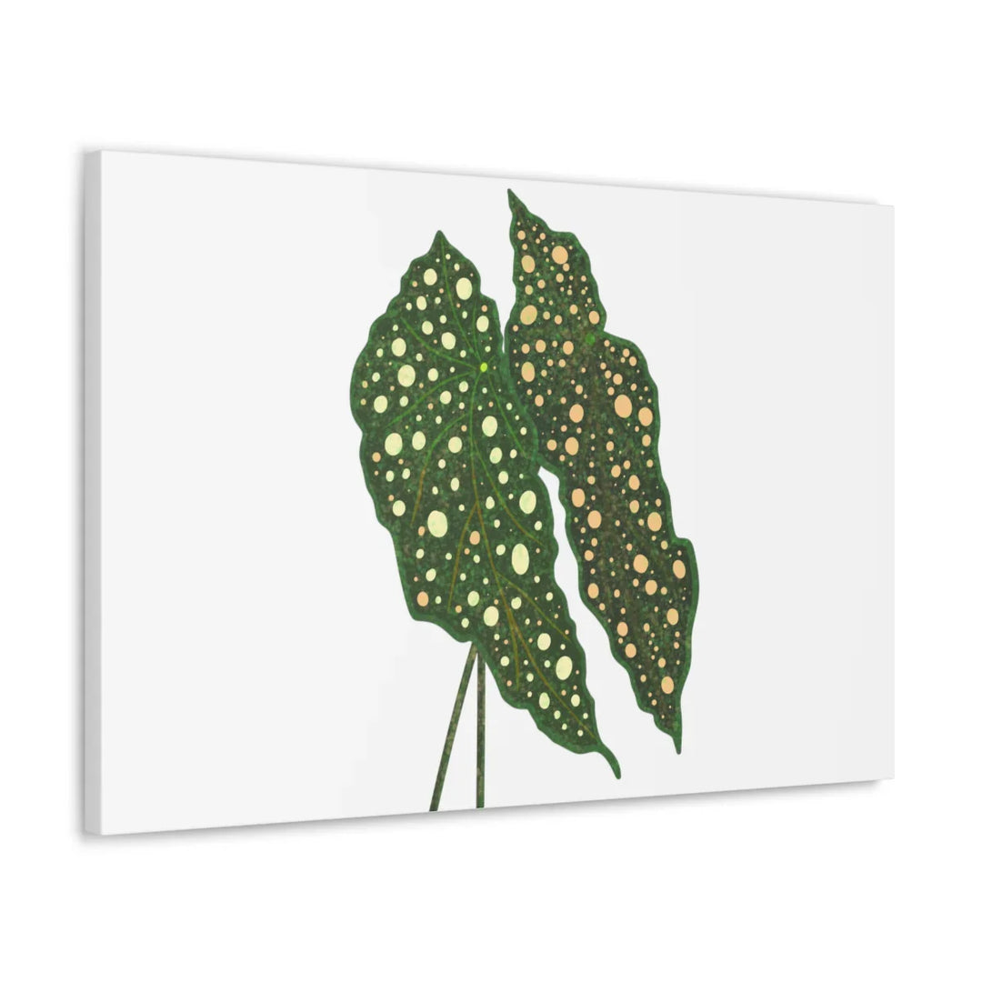 Begonia Maculata Canvas | Premium Canvas Art Print - Matte Finish, Durable Wall Decor - Laura Christine Photography & Design