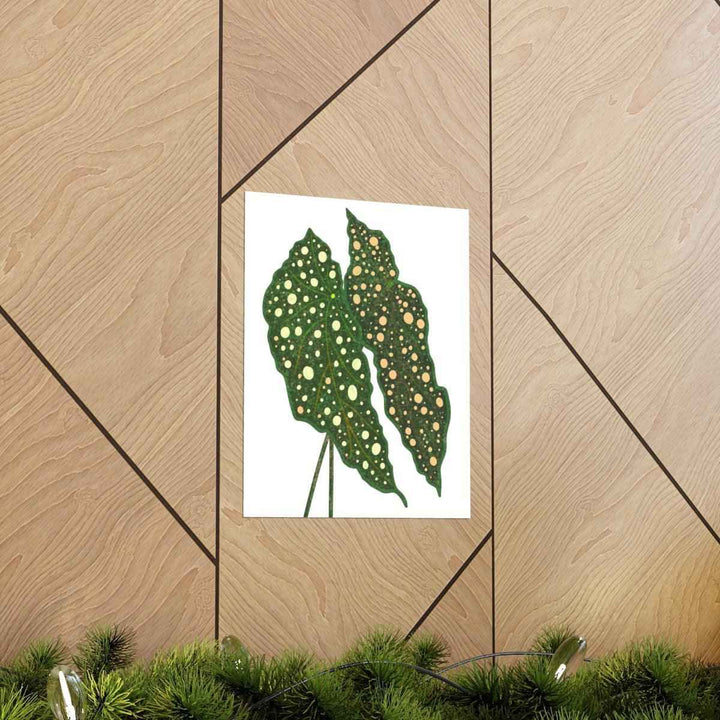 Begonia Maculata Print - Botanical Wall Art on Museum Grade Paper | Matte Finish Unframed