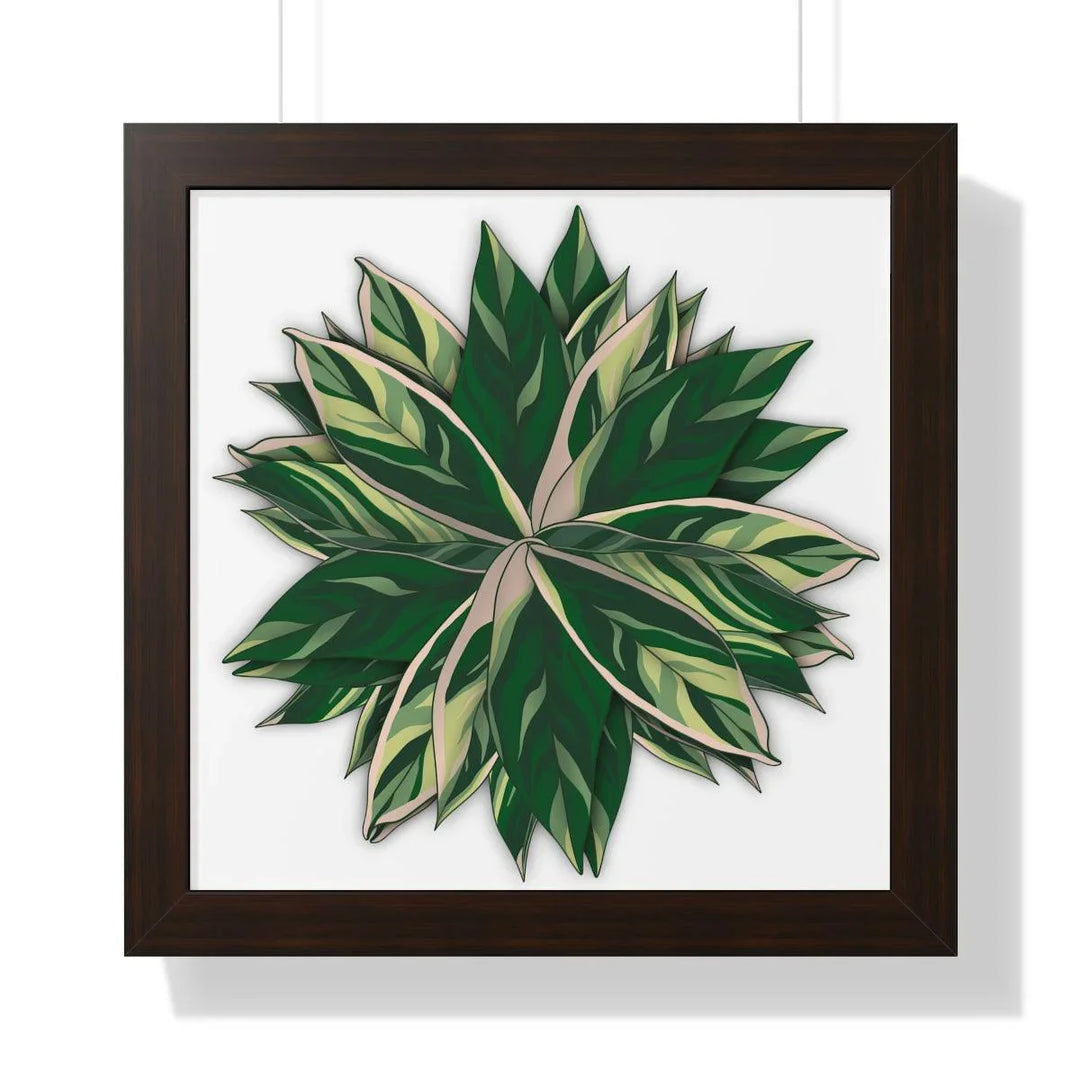 Stromanthe Triostar Framed Print, Poster, Laura Christine Photography & Design, Framed, Home & Living, Indoor, Paper, Posters, Laura Christine Photography & Design, laurachristinedesign.com