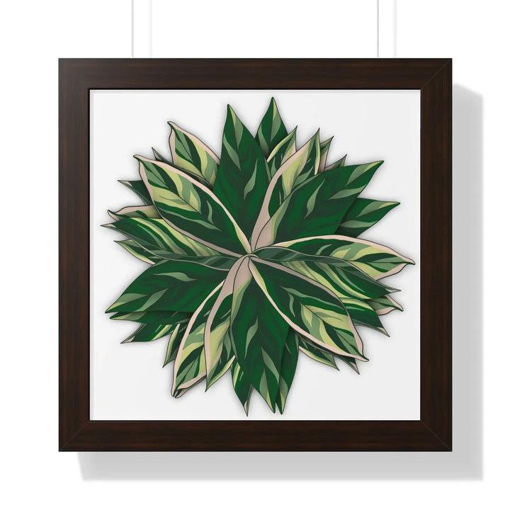 Stromanthe Triostar Framed Print, Poster, Laura Christine Photography & Design, Framed, Home & Living, Indoor, Paper, Posters, Laura Christine Photography & Design, laurachristinedesign.com