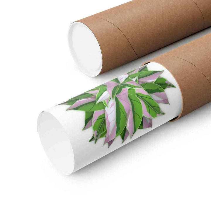 Tricolor Syngonium Print - Botanical Poster on Museum Grade Paper | Archival Ink Unframed