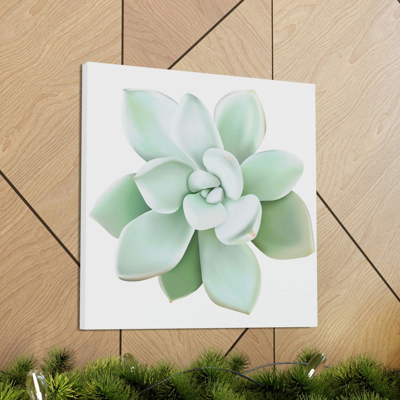 Pachyveria Haagei Succulent Canvas, Canvas, Printify, Art & Wall Decor, Canvas, Hanging Hardware, Home & Living, Indoor, Laura Christine Photography & Design, laurachristinedesign.com