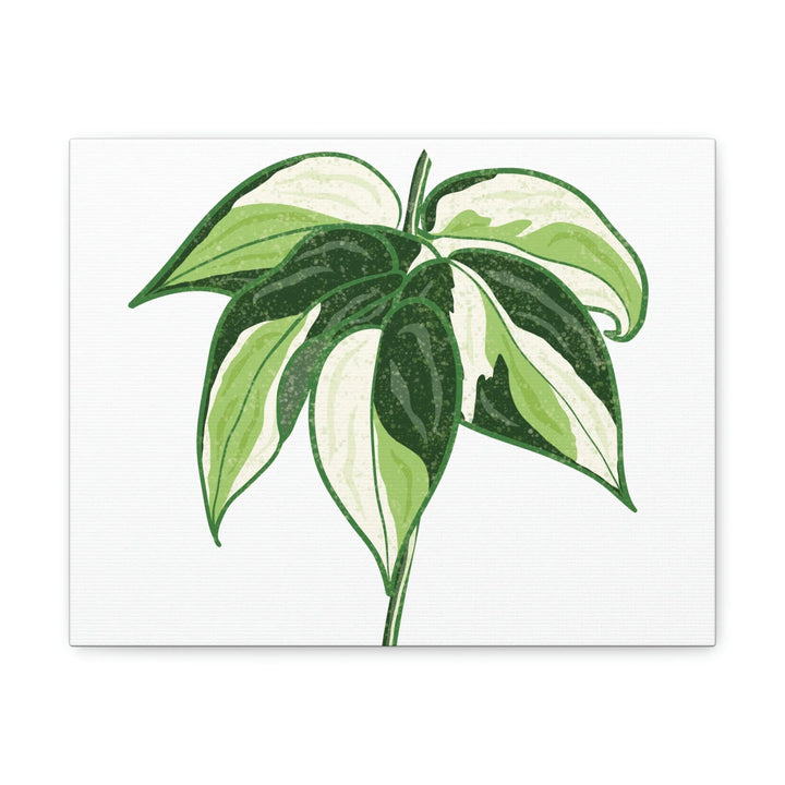 Philodendron Canvas Print - Cream Splash Variegated Plant Art on Matte Cotton Canvas