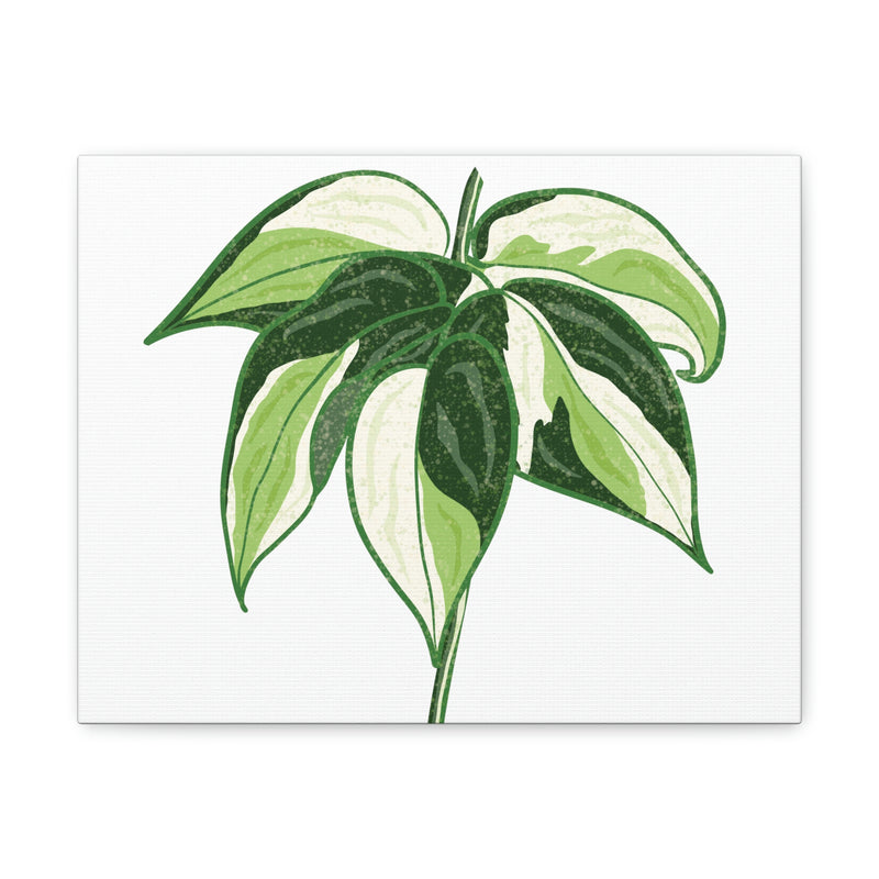 Philodendron &