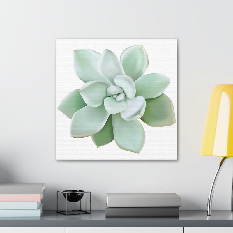 Pachyveria Haagei Succulent Canvas, Canvas, Printify, Art & Wall Decor, Canvas, Hanging Hardware, Home & Living, Indoor, Laura Christine Photography & Design, laurachristinedesign.com