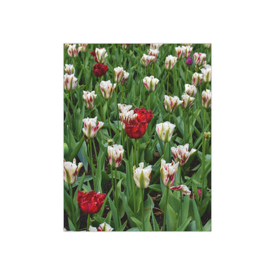 Red & white triumph tulips- Photo Poster, Poster, Printify, Art & Wall Decor, Home & Living, Paper, Poster, Posters, Laura Christine Photography & Design, laurachristinedesign.com