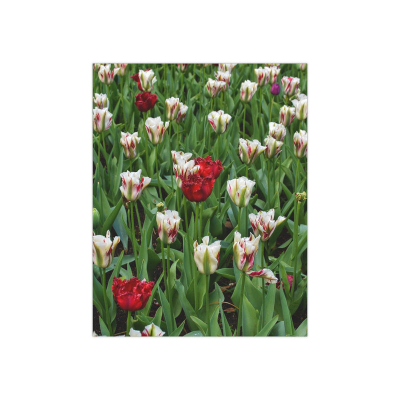 Red & white triumph tulips- Photo Poster, Poster, Printify, Art & Wall Decor, Home & Living, Paper, Poster, Posters, Laura Christine Photography & Design, laurachristinedesign.com