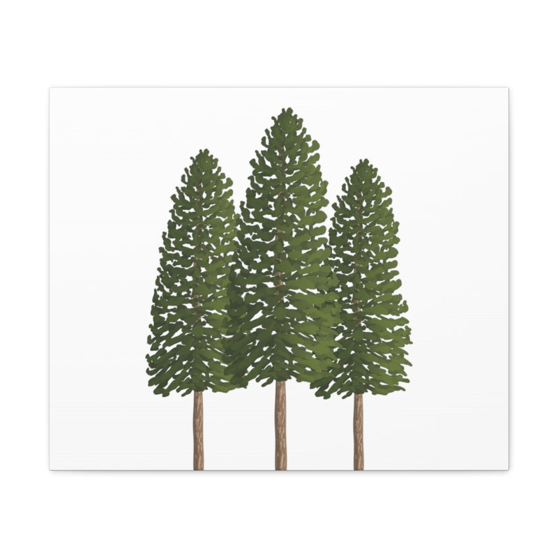 Ponderosa Pine Canvas