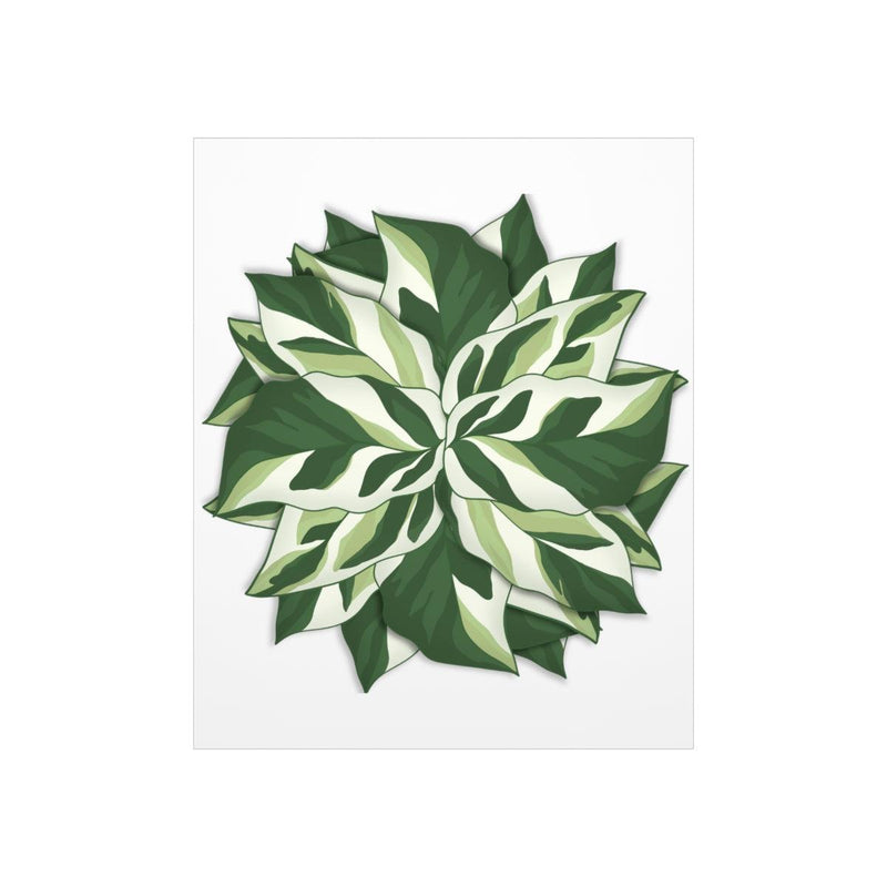 Calathea White Fusion Print, Poster, Laura Christine Photography & Design, Back to School, Bottle, Calathea, Canvas Bag, Coffee, Drinkware, Home & Living, Indoor, Matte, Paper, Posters, Prayer Plant, Reusable, Shopping Bag, Tea, Tote Bag, Travel, Tumbler, Valentine&