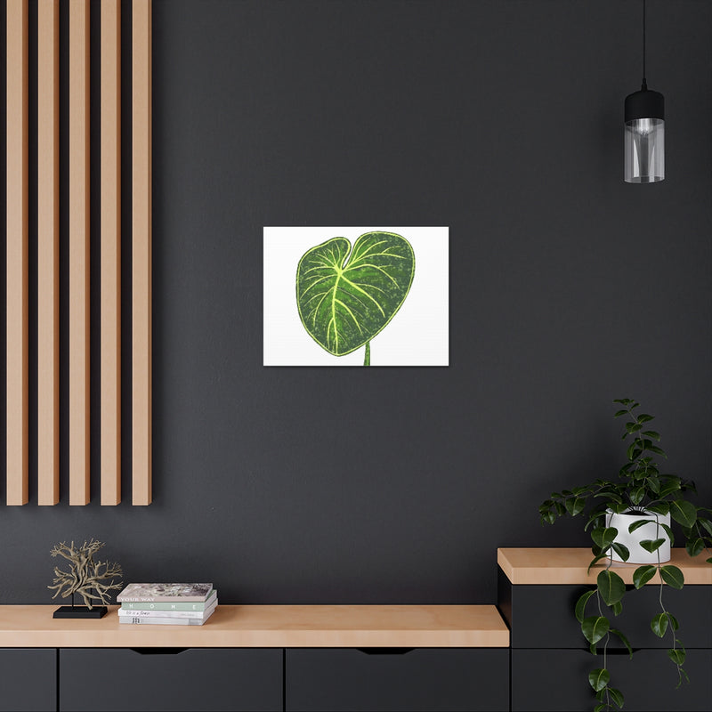 Philodendron Gloriosum Canvas