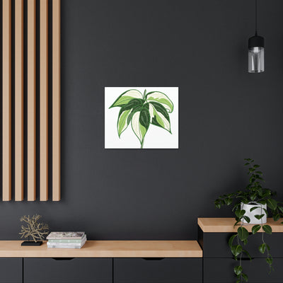 Philodendron 'Cream Splash' Canvas