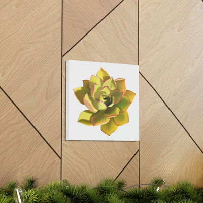 Noble Aeonium Succulent Canvas, Canvas, Printify, Art & Wall Decor, Canvas, Hanging Hardware, Home & Living, Indoor, Laura Christine Photography & Design, laurachristinedesign.com