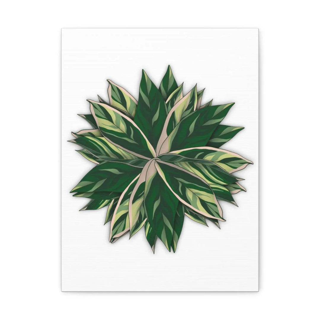 Stromanthe Triostar Canvas - Pastel Stripe Canvas Art Print With Vivid Color Artwork - Laura Christine Photography & Design