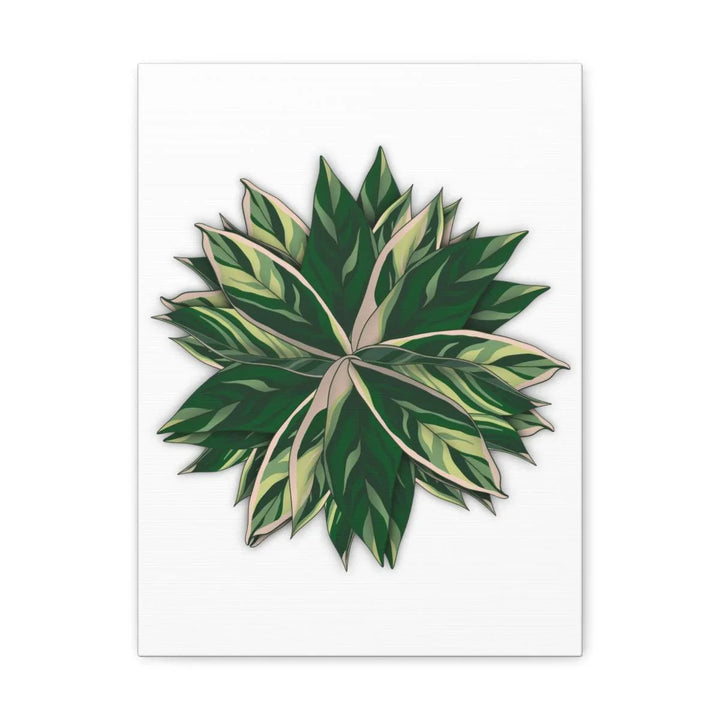 Stromanthe Triostar Canvas - Pastel Stripe Canvas Art Print With Vivid Color Artwork - Laura Christine Photography & Design