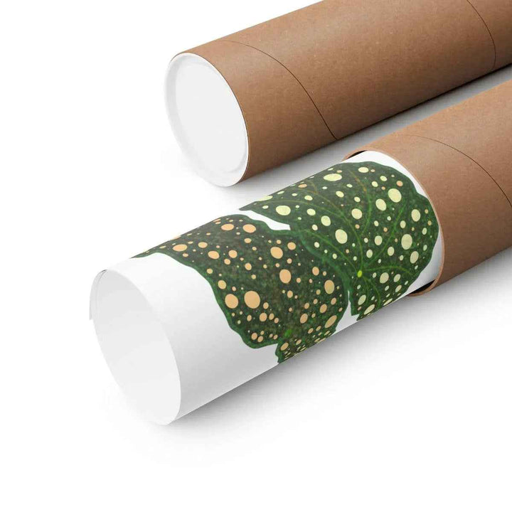 Begonia Maculata Print - Botanical Wall Art on Museum Grade Paper | Matte Finish Unframed