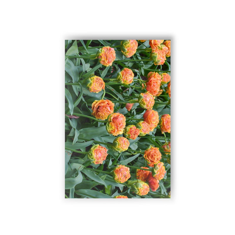 Peony tulips - Postcard, 10-pack, Paper products, Printify, Back to School, Home & Living, Indoor, Matte, Paper, Posters, Laura Christine Photography & Design, laurachristinedesign.com
