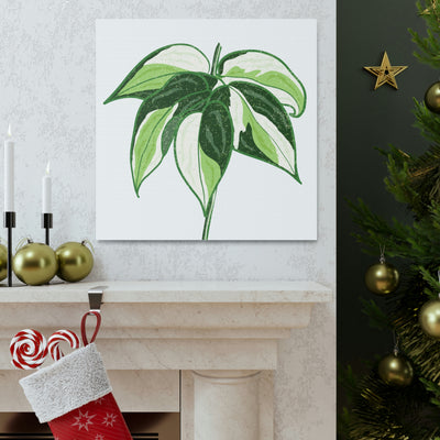 Philodendron 'Cream Splash' Canvas