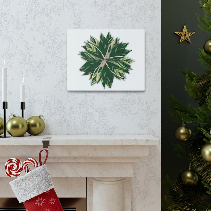 Stromanthe Triostar Canvas - Pastel Stripe Canvas Art Print With Vivid Color Artwork - Laura Christine Photography & Design