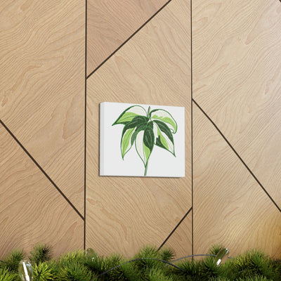 Philodendron 'Cream Splash' Canvas