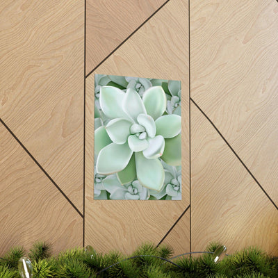 Pachyveria Haagei Succulent Pattern Print, Poster, Printify, Back to School, Home & Living, Indoor, Matte, Paper, Posters, Valentine's Day promotion, Laura Christine Photography & Design, laurachristinedesign.com