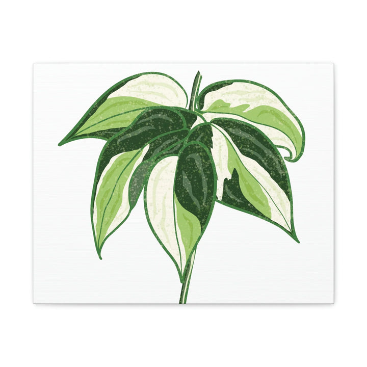 Philodendron Canvas Print - Cream Splash Variegated Plant Art on Matte Cotton Canvas