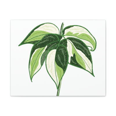 Philodendron 'Cream Splash' Canvas