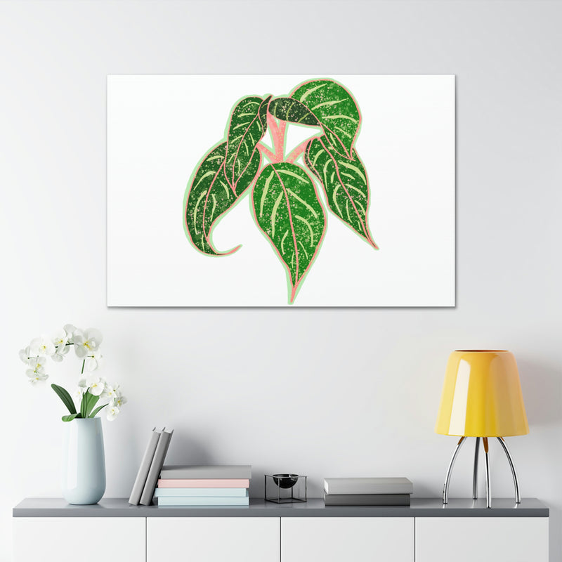 Lienzo Aglaonema Sparkling Sarah Plant