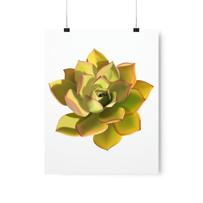 Noble Aeonium Succulent Print