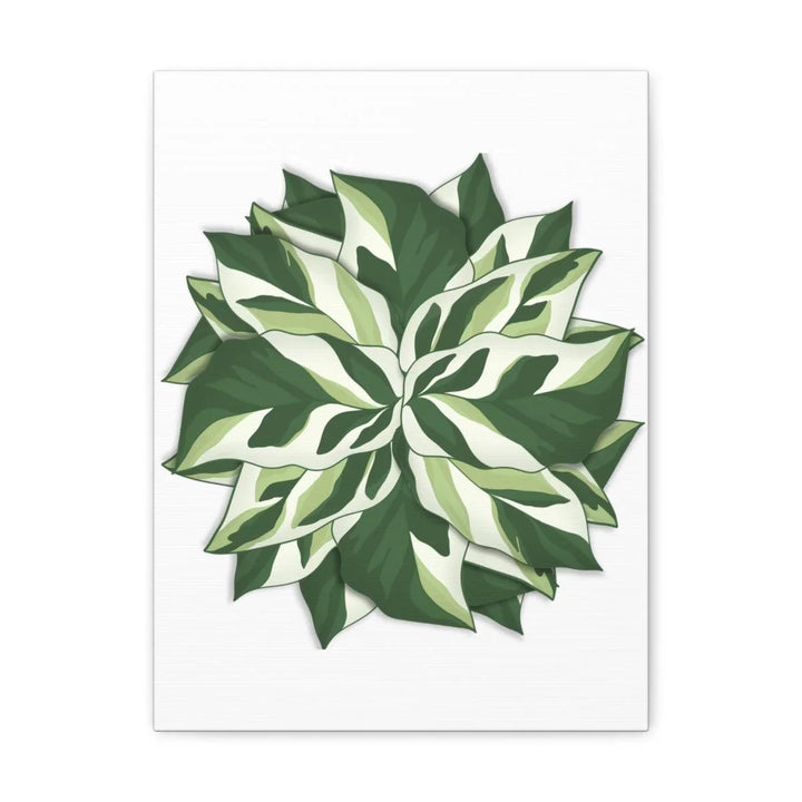 Calathea White Fusion Canvas | Indoor Wall Art - Matte Finish Botanical Canvas Art Print - Laura Christine Photography & Design