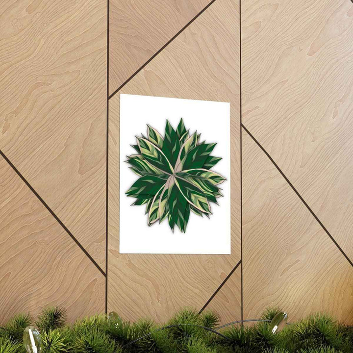 Stromanthe Triostar Print – Tropical Wall Art | Botanical Poster on Museum Grade Paper Unframed