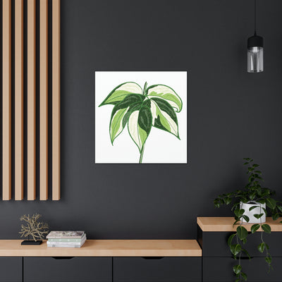 Philodendron 'Cream Splash' Canvas