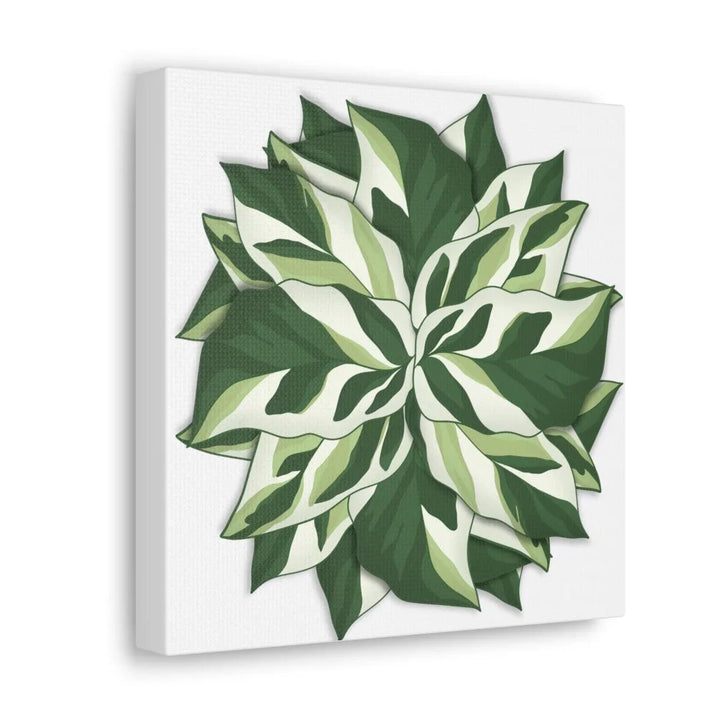 Calathea White Fusion Canvas | Indoor Wall Art - Matte Finish Botanical Canvas Art Print - Laura Christine Photography & Design