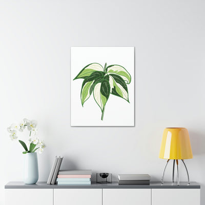 Philodendron 'Cream Splash' Canvas