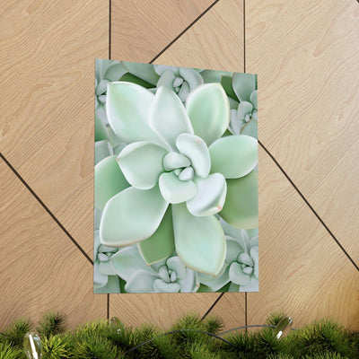 Pachyveria Haagei Succulent Pattern Print, Poster, Printify, Back to School, Home & Living, Indoor, Matte, Paper, Posters, Valentine's Day promotion, Laura Christine Photography & Design, laurachristinedesign.com