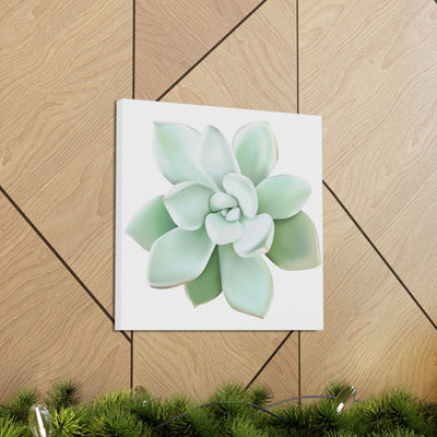 Pachyveria Haagei Succulent Canvas, Canvas, Printify, Art & Wall Decor, Canvas, Hanging Hardware, Home & Living, Indoor, Laura Christine Photography & Design, laurachristinedesign.com