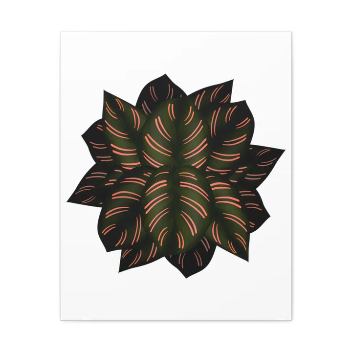 Calathea Pinstripe Canvas – Botanical Canvas Art Print | Matte Finish Wall Decor