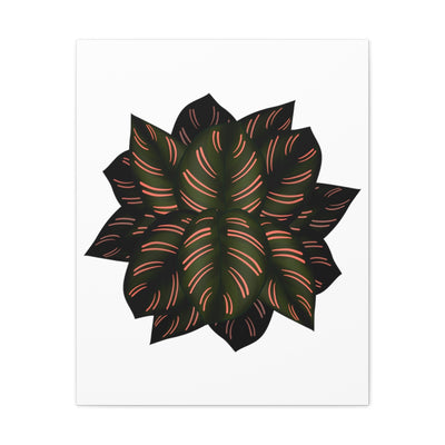 Calathea Pinstripe Canvas