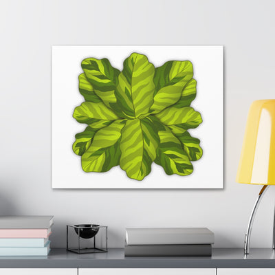 Calathea Yellow Fusion Canvas