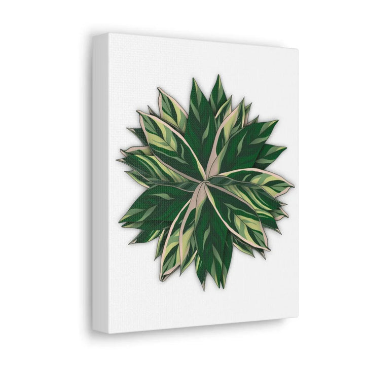 Stromanthe Triostar Canvas - Pastel Stripe Canvas Art Print With Vivid Color Artwork - Laura Christine Photography & Design