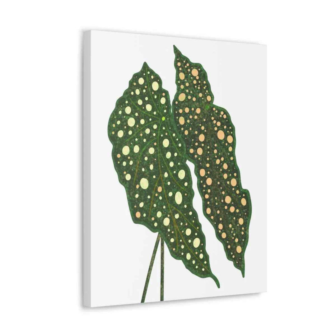 Begonia Maculata Canvas | Premium Canvas Art Print - Matte Finish, Durable Wall Decor