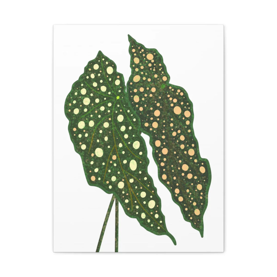 Begonia Maculata Canvas | Premium Canvas Art Print - Matte Finish, Durable Wall Decor - Laura Christine Photography & Design