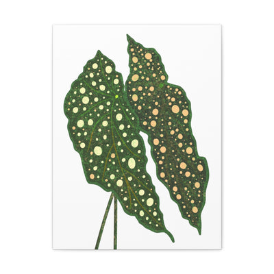 Begonia Maculata Canvas