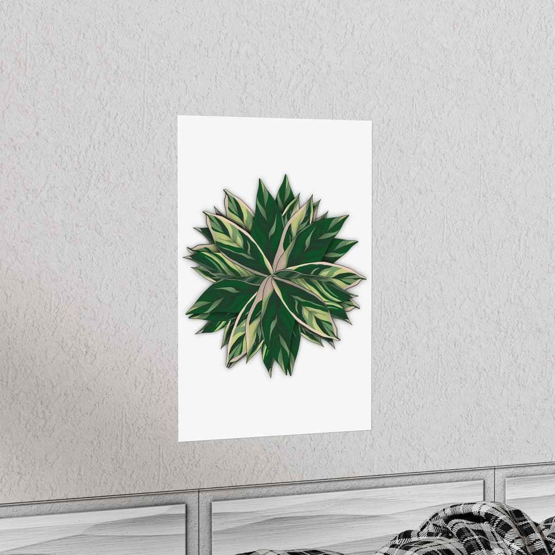 Stromanthe Triostar Print – Tropical Wall Art | Botanical Poster on Museum Grade Paper Unframed